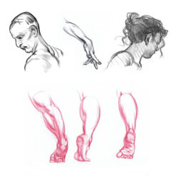 Drawing the Head, Hands & Feet